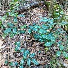 Unidentified Plant at Lower Pappinbarra, NSW - 24 Jan 2025 by dave@kerrie