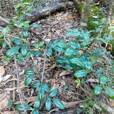 Unidentified Plant at Lower Pappinbarra, NSW - 24 Jan 2025 by dave@kerrie