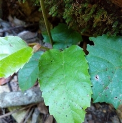 Unidentified Plant at Lower Pappinbarra, NSW - 25 Jan 2025 by dave@kerrie