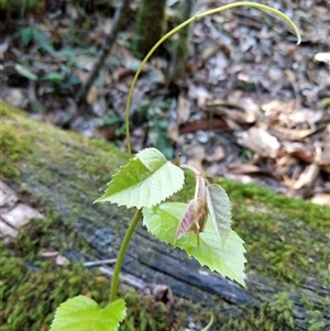 Cissus antarctica at Lower Pappinbarra, NSW - 25 Jan 2025 09:12 AM