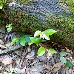 Cissus antarctica at Lower Pappinbarra, NSW - 25 Jan 2025 09:12 AM