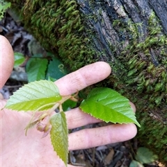 Cissus antarctica at Lower Pappinbarra, NSW - 25 Jan 2025 09:12 AM