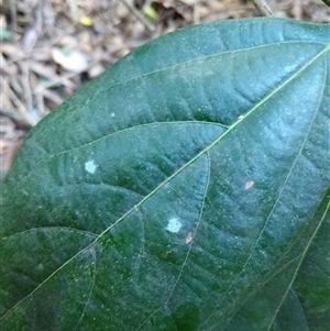 Neolitsea dealbata at Lower Pappinbarra, NSW - 25 Jan 2025 09:09 AM