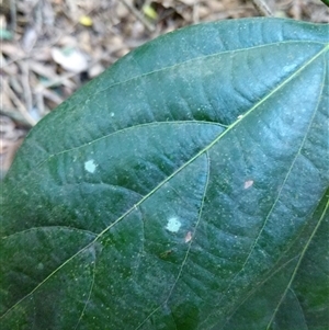 Unidentified Plant at Lower Pappinbarra, NSW by dave@kerrie