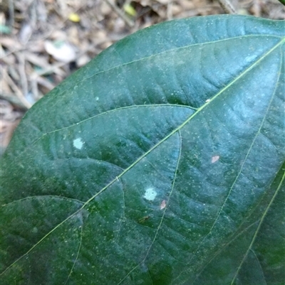 Neolitsea dealbata at Lower Pappinbarra, NSW - 25 Jan 2025 by dave@kerrie