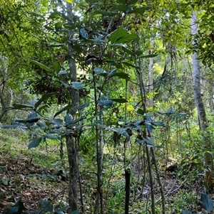 Neolitsea dealbata at Lower Pappinbarra, NSW - 25 Jan 2025 09:09 AM