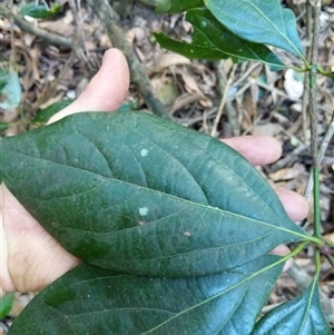 Neolitsea dealbata at Lower Pappinbarra, NSW - 25 Jan 2025 09:09 AM