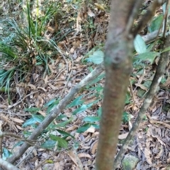 Neolitsea dealbata at Lower Pappinbarra, NSW - 25 Jan 2025 09:09 AM