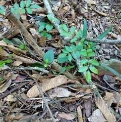 Unidentified Plant at Lower Pappinbarra, NSW - 24 Jan 2025 by dave@kerrie