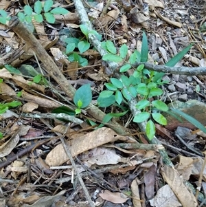 Unidentified Plant at Lower Pappinbarra, NSW by dave@kerrie