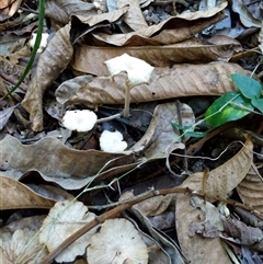 Unidentified Plant at Lower Pappinbarra, NSW - 24 Jan 2025 by dave@kerrie