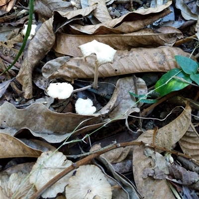 Unidentified Fungus at Lower Pappinbarra, NSW - 25 Jan 2025 by dave@kerrie