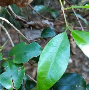 Unidentified Plant at Lower Pappinbarra, NSW by dave@kerrie