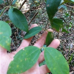 Rhodamnia rubescens (Scrub Turpentine, Brown Malletwood) at Lower Pappinbarra, NSW - 24 Jan 2025 by dave@kerrie