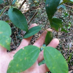 Rhodamnia rubescens (Scrub Turpentine, Brown Malletwood) at Lower Pappinbarra, NSW by dave@kerrie