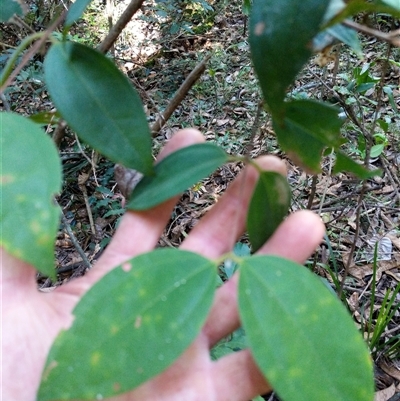 Rhodamnia rubescens (Scrub Turpentine, Brown Malletwood) at Lower Pappinbarra, NSW - 24 Jan 2025 by dave@kerrie