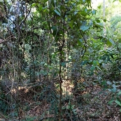 Rhodamnia rubescens at Lower Pappinbarra, NSW - suppressed