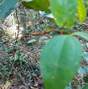 Rhodamnia rubescens at Lower Pappinbarra, NSW - suppressed