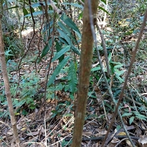 Rhodamnia rubescens at Lower Pappinbarra, NSW - suppressed