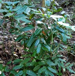 Unidentified Plant at Lower Pappinbarra, NSW by dave@kerrie