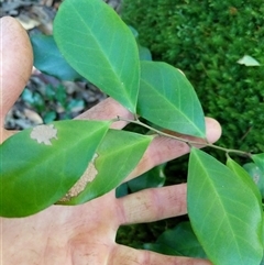 Unidentified Plant at Lower Pappinbarra, NSW - 24 Jan 2025 by dave@kerrie