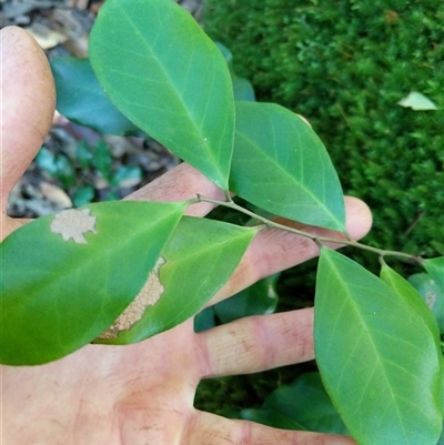 Unidentified Plant at Lower Pappinbarra, NSW - 25 Jan 2025 by dave@kerrie