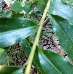 Unidentified Plant at Lower Pappinbarra, NSW - 24 Jan 2025 by dave@kerrie