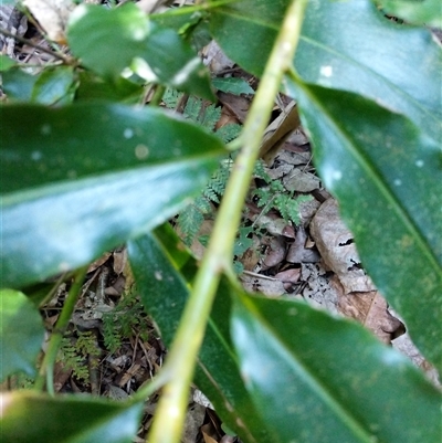 Unidentified Plant at Lower Pappinbarra, NSW - 24 Jan 2025 by dave@kerrie