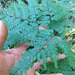 Unidentified Plant at Lower Pappinbarra, NSW - 24 Jan 2025 by dave@kerrie