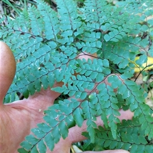 Adiantum formosum at Lower Pappinbarra, NSW - 25 Jan 2025 08:51 AM