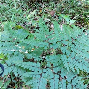 Adiantum formosum at Lower Pappinbarra, NSW - 25 Jan 2025 08:51 AM