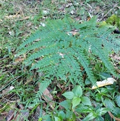 Adiantum formosum at Lower Pappinbarra, NSW - 25 Jan 2025 08:51 AM