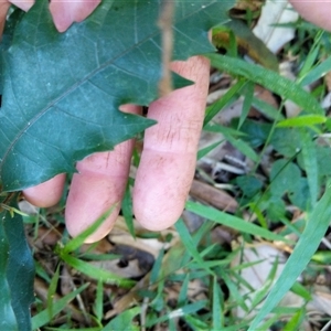 Unidentified Plant at Beechwood, NSW by dave@kerrie