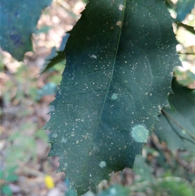 Unidentified Plant at Beechwood, NSW - 24 Jan 2025 by dave@kerrie