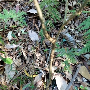 Unidentified Plant at Lower Pappinbarra, NSW by dave@kerrie