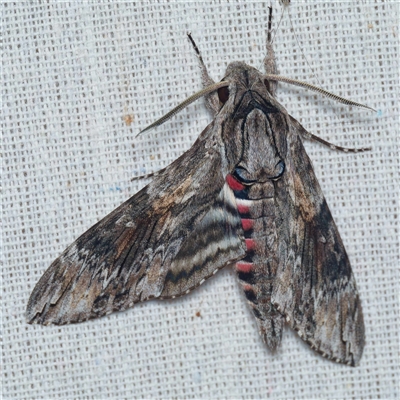 Agrius convolvuli (Convolvulus Hawk Moth) at Harrison, ACT - 27 Jan 2025 by DPRees125