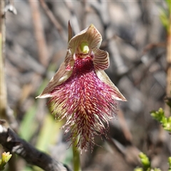 Calochilus platychilus (Purple Beard Orchid) at Tinderry, NSW - 20 Nov 2024 by RobG1