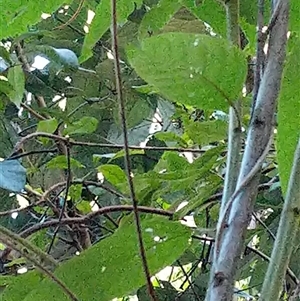 Unidentified Plant at Lower Pappinbarra, NSW by dave@kerrie