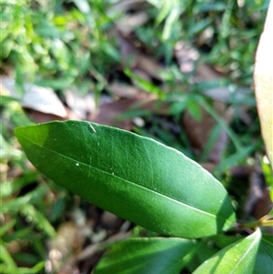 Unidentified Plant at Lower Pappinbarra, NSW by dave@kerrie