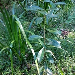 Unidentified Plant at Lower Pappinbarra, NSW - 24 Jan 2025 by dave@kerrie