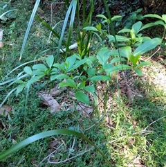 Unidentified Plant at Lower Pappinbarra, NSW - 25 Jan 2025 by dave@kerrie