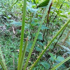 Unidentified Plant at Lower Pappinbarra, NSW - 25 Jan 2025 by dave@kerrie