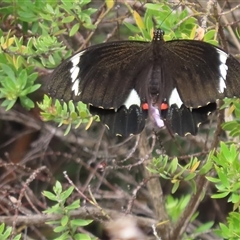 Papilio aegeus (Orchard Swallowtail, Large Citrus Butterfly) at Acton, ACT - 26 Jan 2025 by SandraH