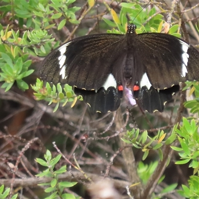 Papilio aegeus (Orchard Swallowtail, Large Citrus Butterfly) at Acton, ACT - 27 Jan 2025 by SandraH