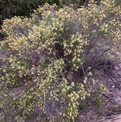 Cassinia sp. (Cassinia) at Red Hill, ACT - 26 Jan 2025 by ruthkerruish