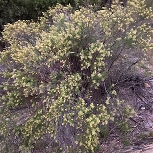 Cassinia sp. (Cassinia) at Red Hill, ACT by ruthkerruish