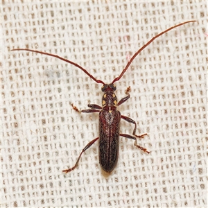 Strongylurus ceresioides at Harrison, ACT - suppressed