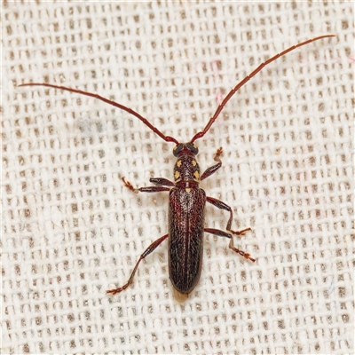 Strongylurus ceresioides (Longhorn beetle) at Harrison, ACT by DPRees125