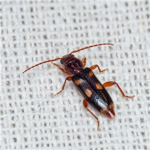 Adrium artifex (Longhorn beetle) at Harrison, ACT by DPRees125