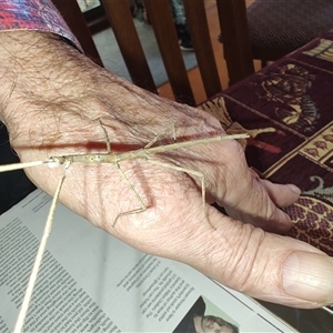 Unidentified Stick insect (Phasmatodea) at Greenleigh, NSW - 24 Jan 2025 by LyndalT